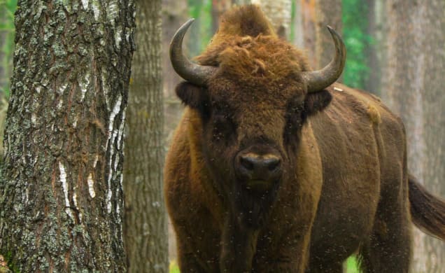 primer plano bisontes en riano
